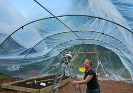 gill in the poly tunnel