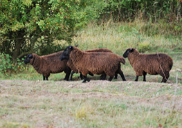 brown sheep 2