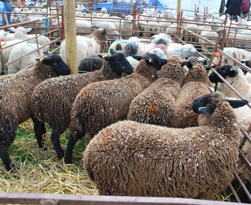 priddy sheep fair